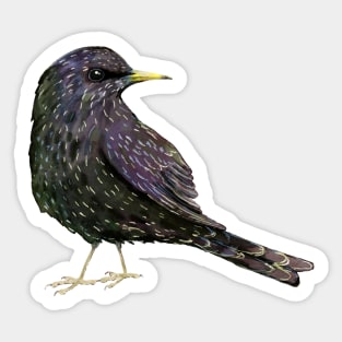 A watercolor drawing of a starling Sticker